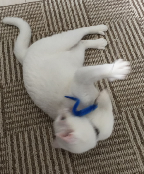 キャプチャ