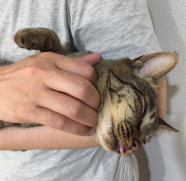 キャプチャ