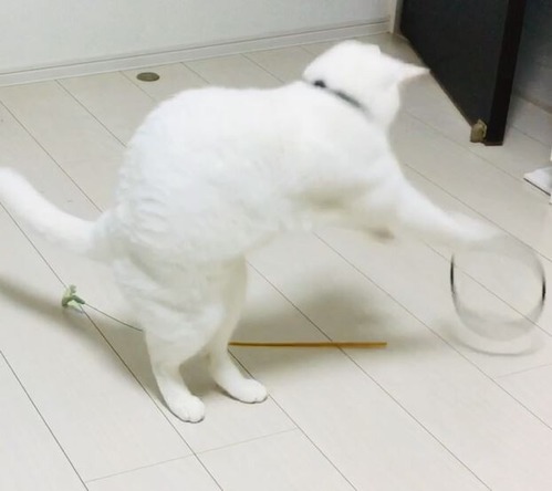 キャプチャ