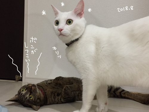 キャプチャ