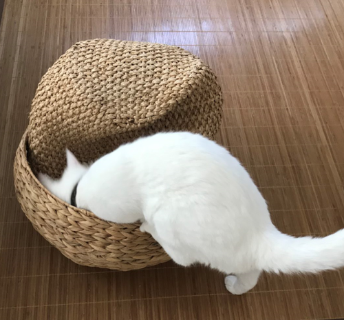 キャプチャ3