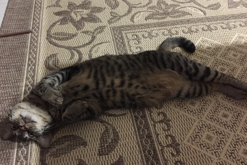 キャプチャ