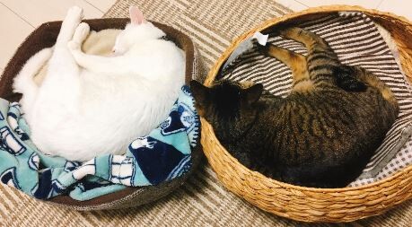 キャプチャ