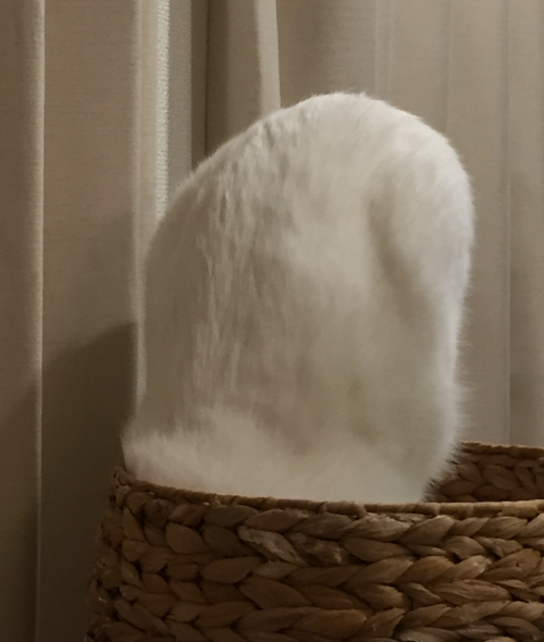 キャプチャ