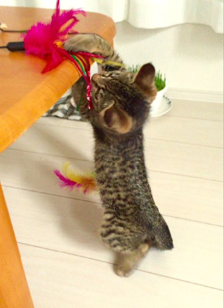 キャプチャ