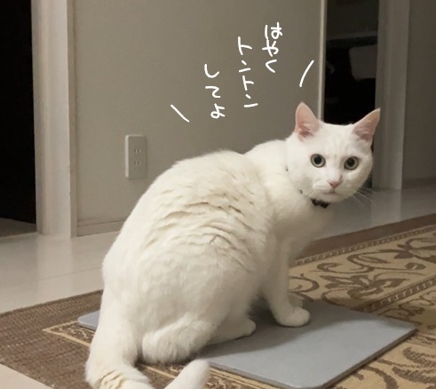 トントン