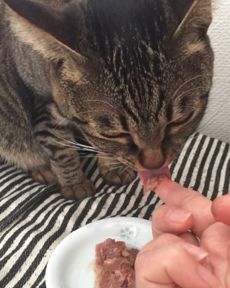 キャプチャ