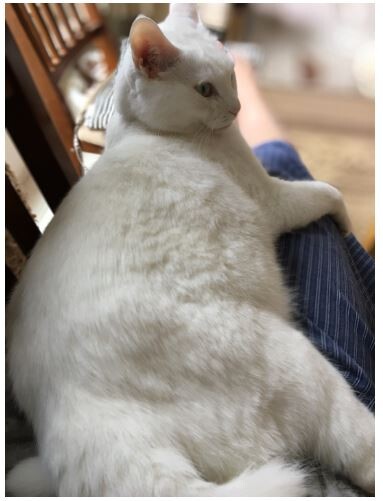 キャプチャ