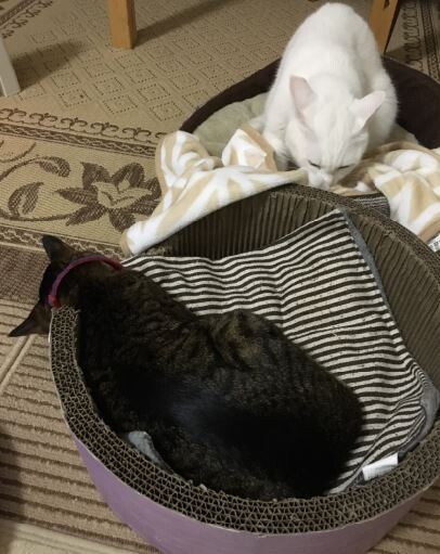 キャプチャ
