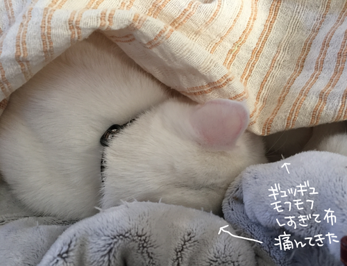 キャプチャ