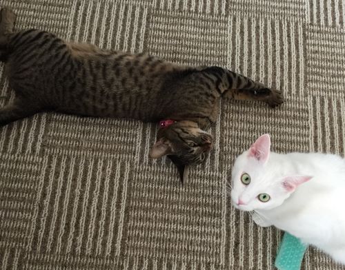 キャプチャ