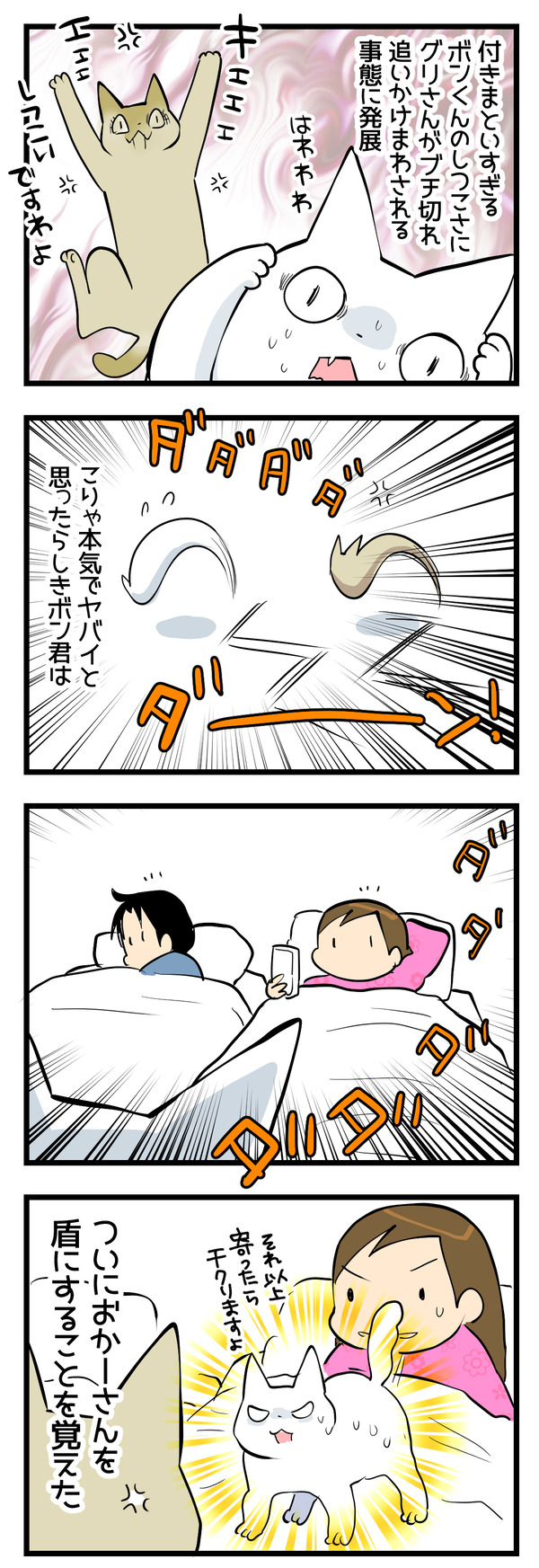 猫たちの変化4-2