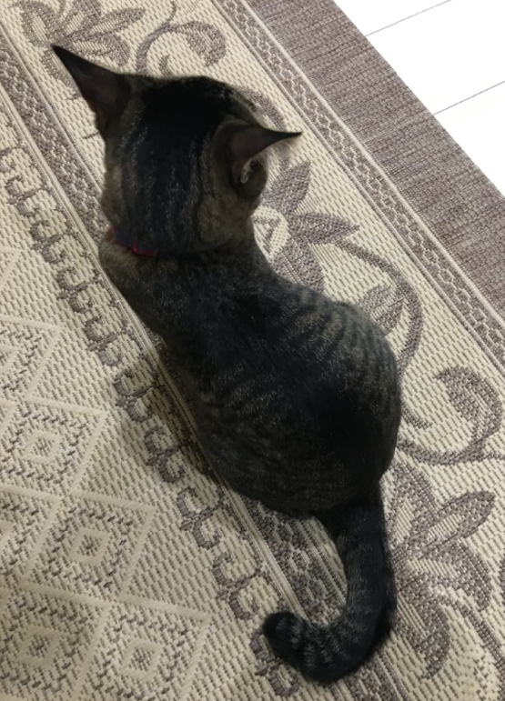 キャプチャ