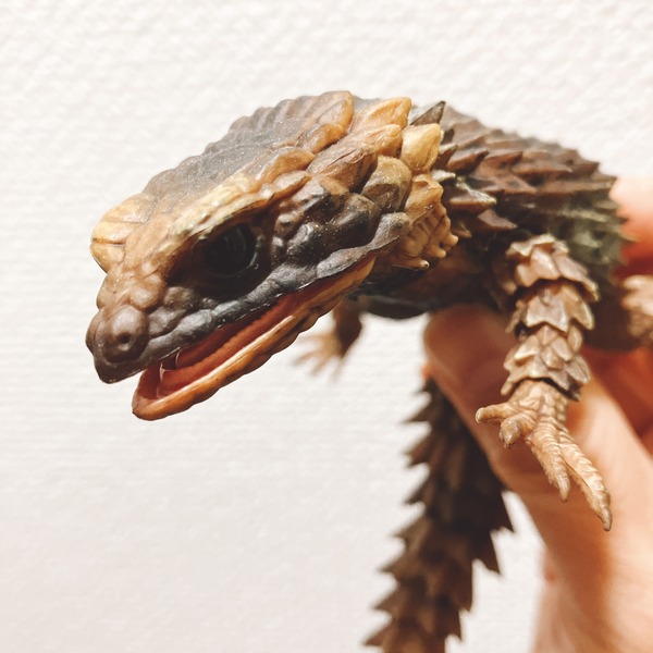 アルマジロトカゲ