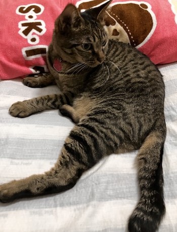 猫お話サムネ