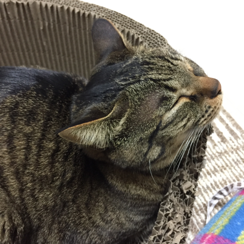 キャプチャ