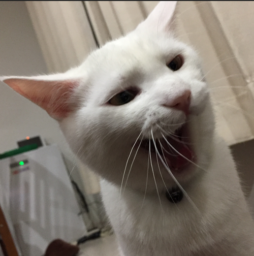 キャプチャ