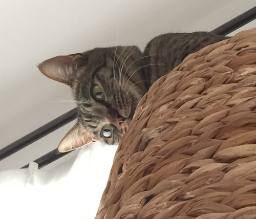 キャプチャ2