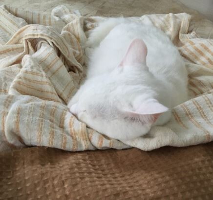 キャプチャ