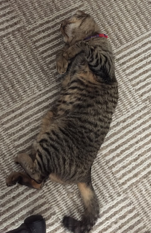 キャプチャ