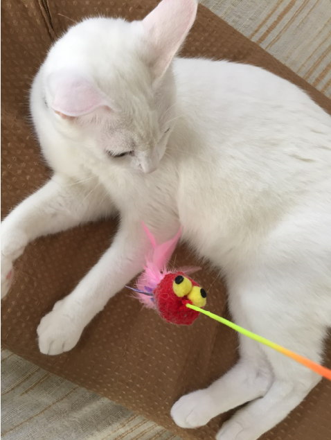 キャプチャ