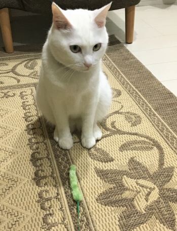 キャプチャ