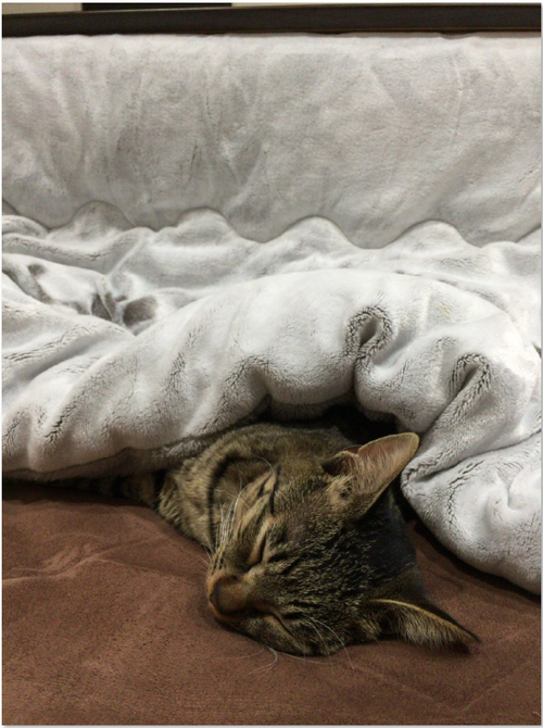 キャプチャ