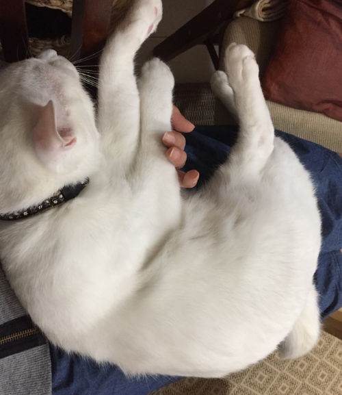キャプチャ