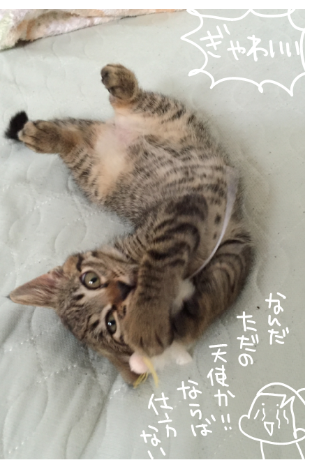 キャプチャ