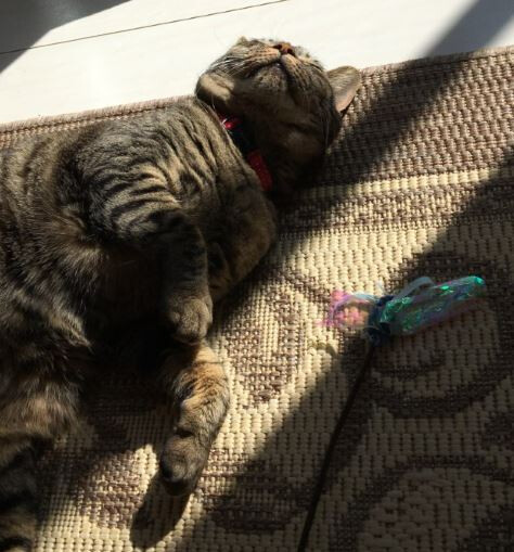 キャプチャ