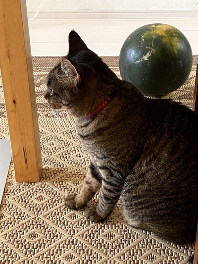 猫とスイカ