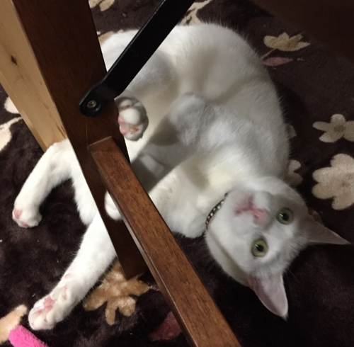 キャプチャ