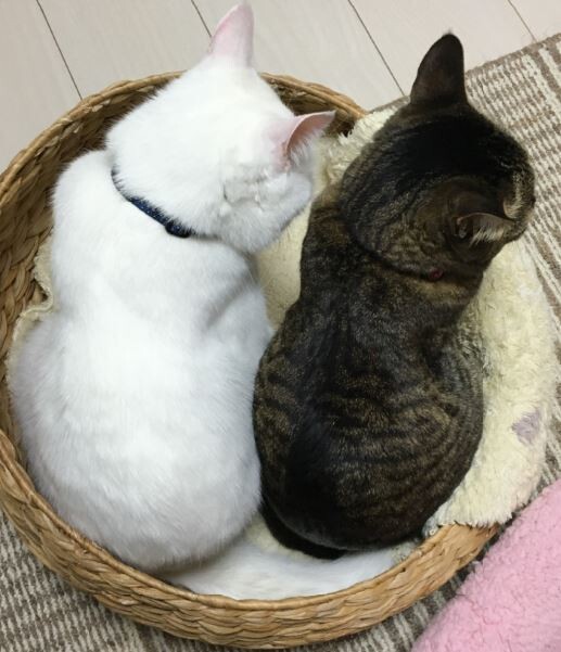 キャプチャ