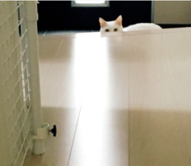 キャプチャ