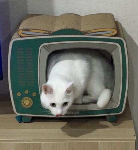 キャプチャ