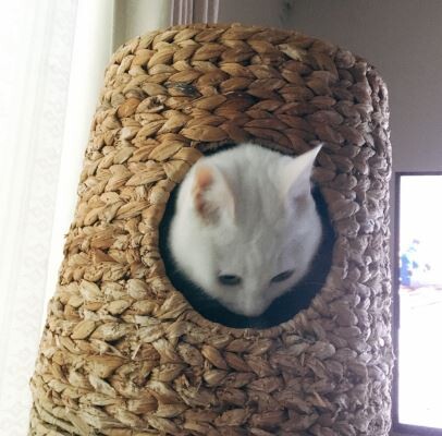 キャプチャ0