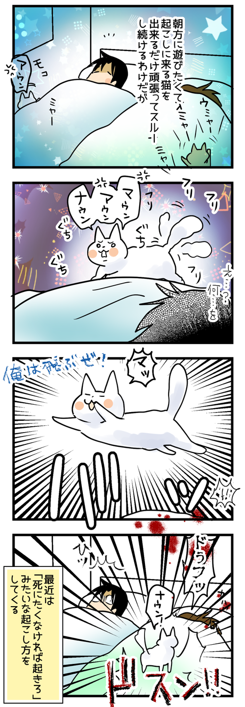 猫のおこしかた