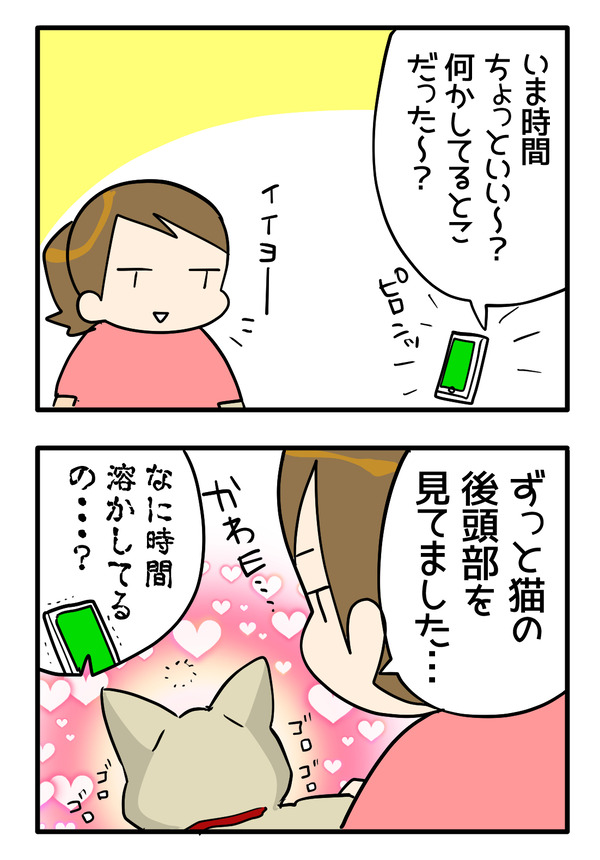 猫の後頭部