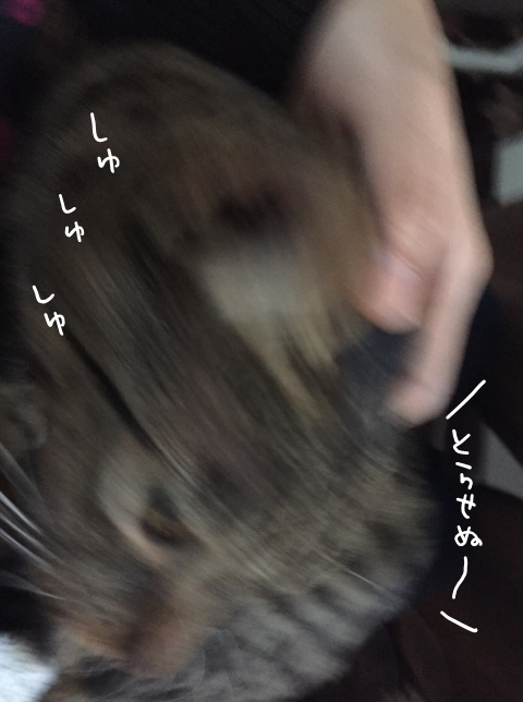 キャプチャ