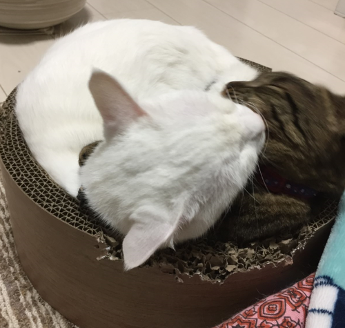 キャプチャ