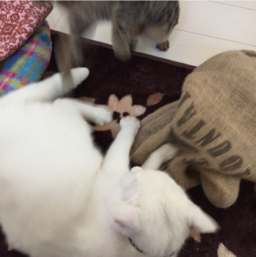 キャプチャ