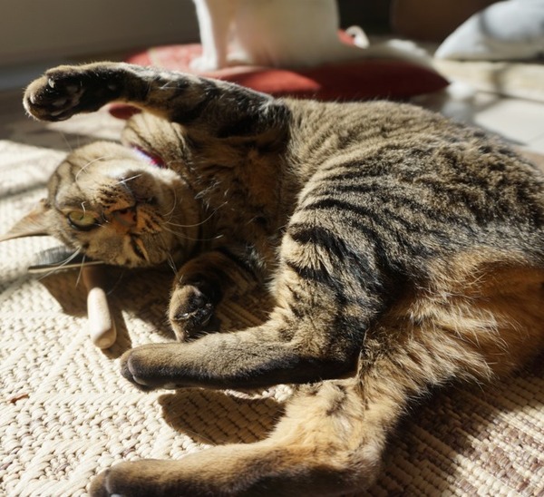 猫飼いあるある