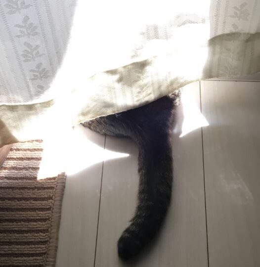 キャプチャ