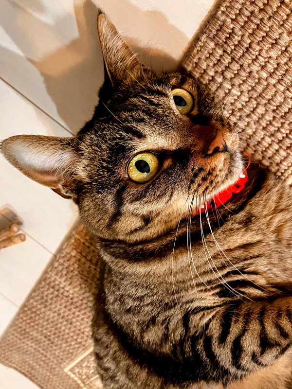 キジトラ猫