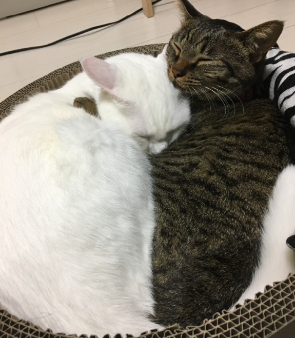 キャプチャ