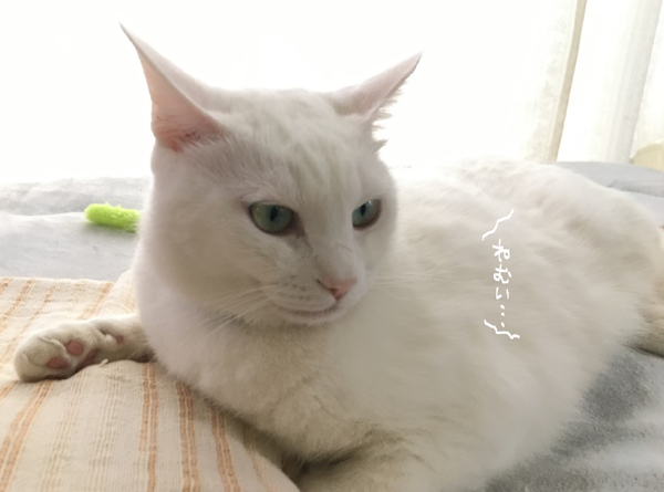 キャプチャ