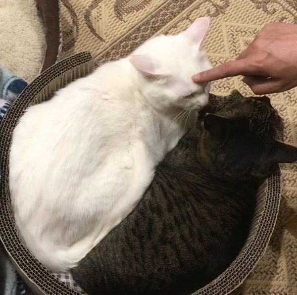 キャプチャ