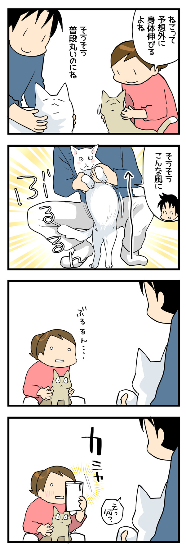 猫のチャームポイント