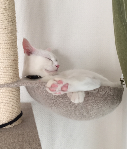 キャプチャ
