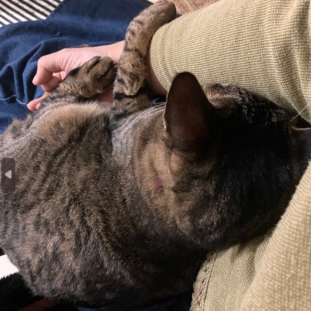 猫写真